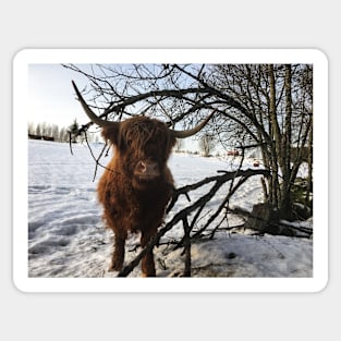 Scottish Highland Cattle Cow 2227 Sticker